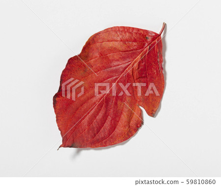 Fallen leaves dogwood 59810860