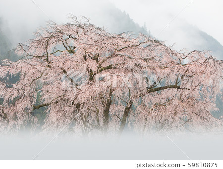 Cherry blossoms and sea of fog-2 Cherry blossoms and sea of fog-2 59810875