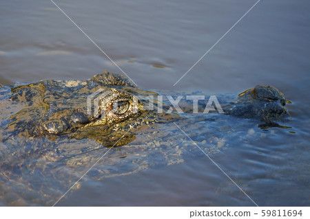 Glasses Caiman Glasses Caiman 59811694