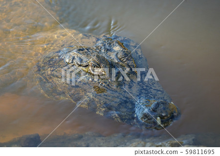 Glasses Caiman 59811695