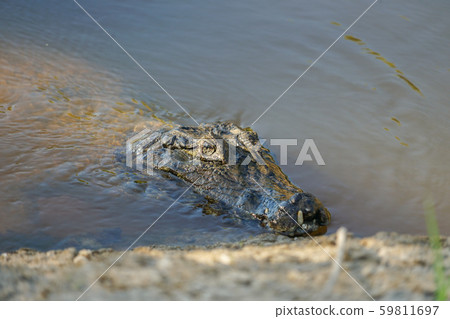 Glasses Caiman 59811697