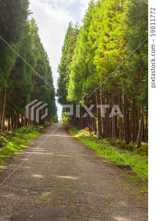 The road in the forest on the island of Terceira in Portuguese archipelago of the Azores. The road in the forest on the island of Terceira in Portuguese archipelago of the Azores. 59811772