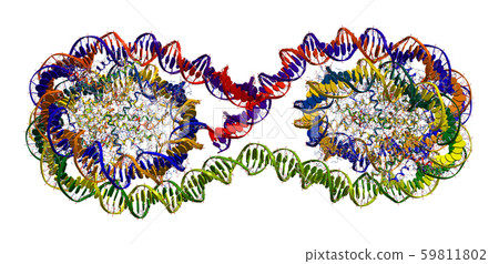 Tetranucleosome (part of chromatin fibre - packing of DNA in chromosome) Tetranucleosome (part of chromatin fibre - packing of DNA in chromosome) 59811802