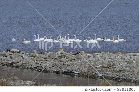 Han River, Paldang Lake, Big Swan Han River, Paldang Lake, Big Swan 59811805