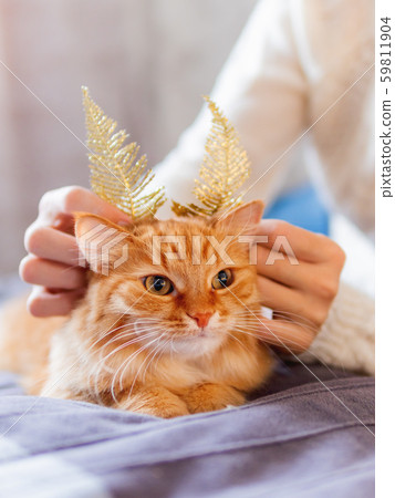 Cute ginger cat with bright golden ears made of decorative feathers. Woman playing with her fluffy pet and box with Christmas decorations. Cozy home before New Year. Cute ginger cat with bright golden ears made of decorative feathers. Woman playing with her fluffy pet and box with Christmas decorations. Cozy home before New Year. 59811904