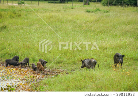 Peccary 59811958