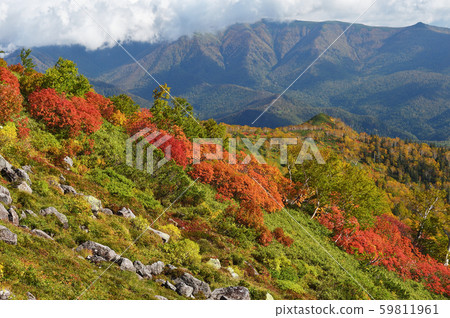 人參梯的紅葉(北海道,神川町,大雪山) 人參梯的紅葉(北海道,神川町,大雪山) 59811961
