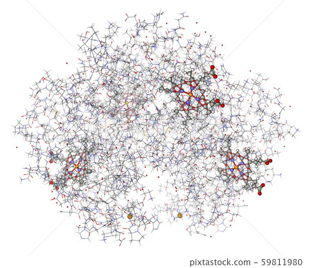 Human hemoglobin (deoxyhemoglobin) with hemes showed in balls and sticks 59811980
