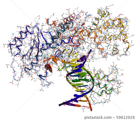 DNA polymerase I. An enzyme that participates in the DNA replication 59812028