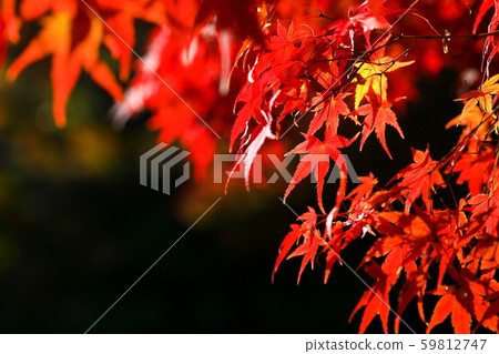 Autumn leaves Autumn leaves 59812747