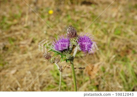 我在秋天在三陸海岸上看到的薊 我在秋天在三陸海岸上看到的薊 59812843