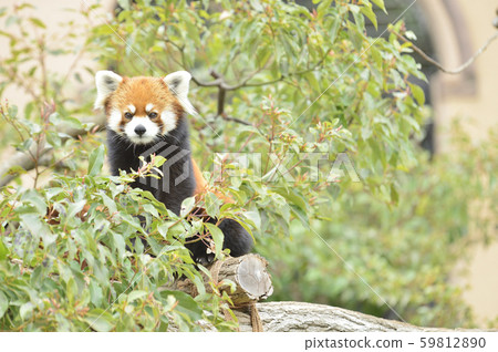 Red panda 59812890