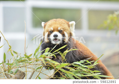 Red panda Red panda 59812891