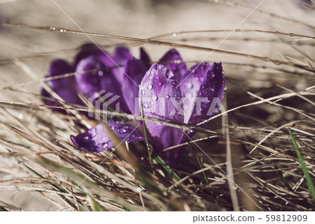 Spring crocus flower 59812909