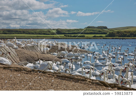 Flock of swans during feeding time at Abbotsbury Flock of swans during feeding time at Abbotsbury 59813873