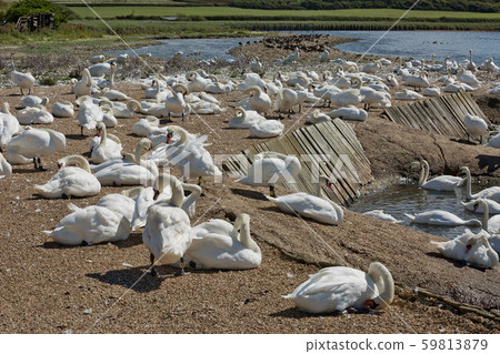 Flock of swans during feeding time at Abbotsbury Flock of swans during feeding time at Abbotsbury 59813879
