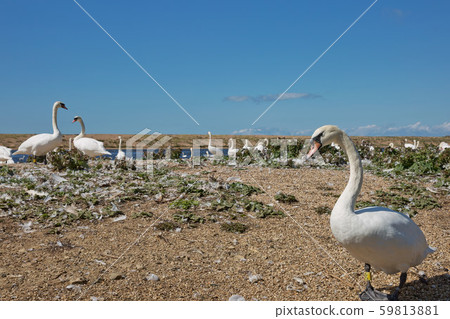 Flock of swans during feeding time at Abbotsbury Flock of swans during feeding time at Abbotsbury 59813881