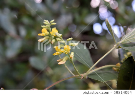 Tanuki bean flower Tanuki bean flower 59814094