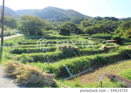 Matsuzakicho, Ishibe terraced rice fields in autumn 59814785