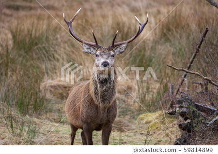 Red Deer Stag - Scottish Highlands Red Deer Stag - Scottish Highlands 59814899