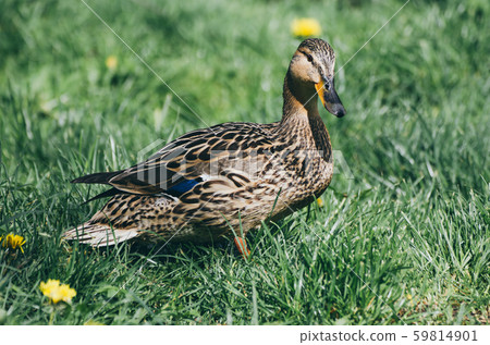 Single brown duck Single brown duck 59814901