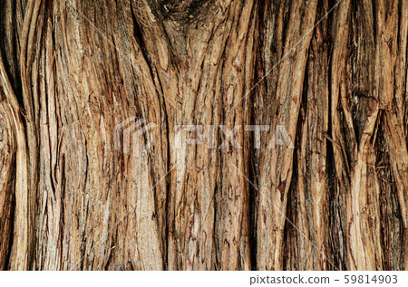 Tree surface texture Tree surface texture 59814903