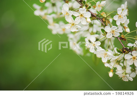 Cherry flowers frame 59814926