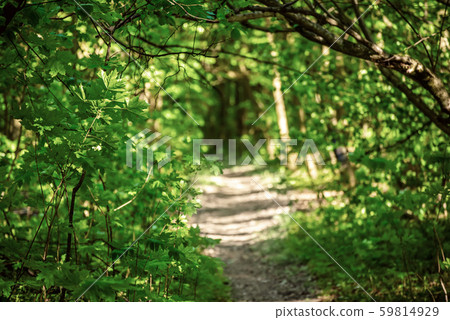Summer green forest 59814929