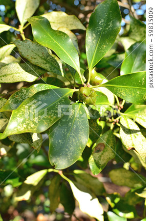 Tree: Shikimi matsubusa Tree: Shikimi matsubusa 59815009