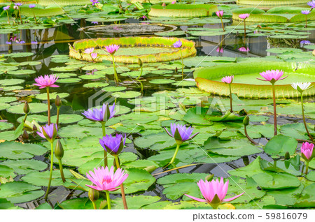 別府溫泉地獄之旅[大分縣] 59816079