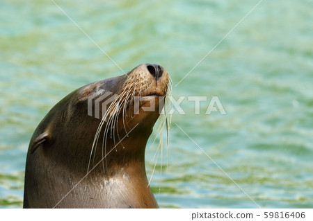 California sea lion face California sea lion face 59816406