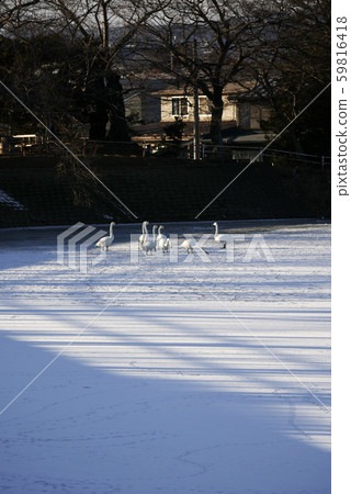 Scenery nature bird photograph Swan who is demanding bread due to full-frozen freeze Meeting of Takamatsu pond swan in Morioka City, Iwate Prefecture Scenery nature bird photograph Swan who is demanding bread due to full-frozen freeze Meeting of Takamatsu pond swan in Morioka City, Iwate Prefecture 59816418