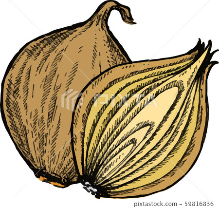 Yellow onion, half onion. Vector illustration hand drawn style. Yellow onion, half onion. Vector illustration hand drawn style. 59816836