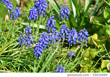 Photo taken of a blue flower of a plant that is estimated to be a kind of Muscari 59816989