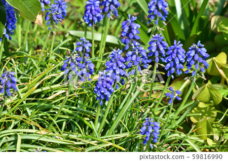 Photo taken of a blue flower of a plant that is estimated to be a kind of Muscari 59816990