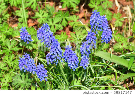 Photo taken of a blue flower of a plant that is estimated to be a kind of Muscari 59817147