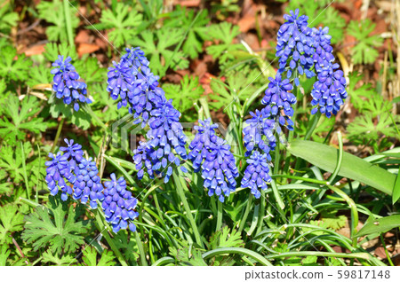 Photo taken of a blue flower of a plant that is estimated to be a kind of Muscari 59817148