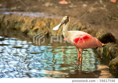 spoonbill in the water in summer time 59817598
