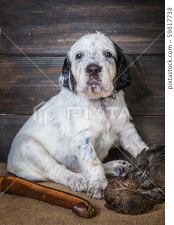 english setter puppy dog with knife and duck english setter puppy dog with knife and duck 59817738