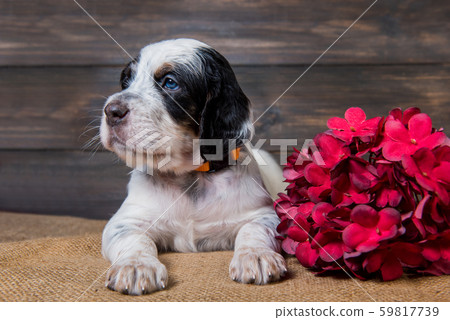Cute English Setter puppy dog studio portrait. Cute English Setter puppy dog studio portrait. 59817739