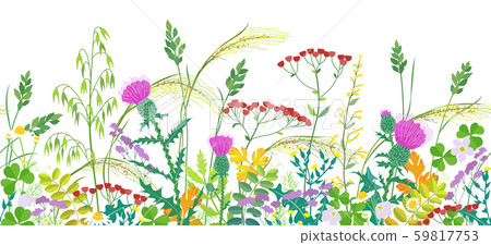 Seamless Border with Summer Meadow Plants 59817753