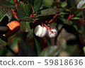 White rice grass 59818636