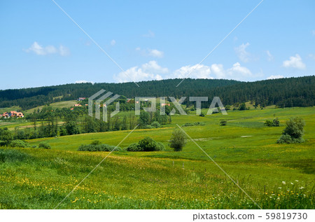 Mountain field and conifers Mountain field and conifers 59819730