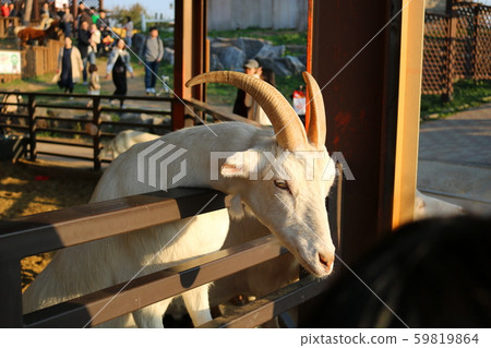 Goat 59819864