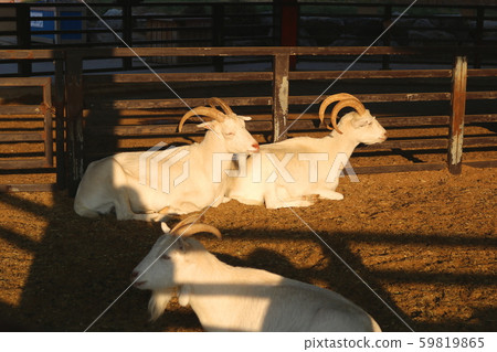 Goat 59819865