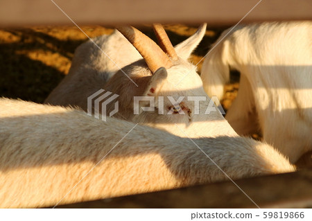 Goat Goat 59819866