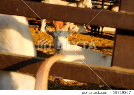 Goat 59819867