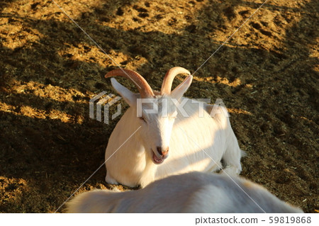 Goat 59819868