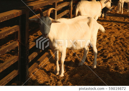 Goat 59819872