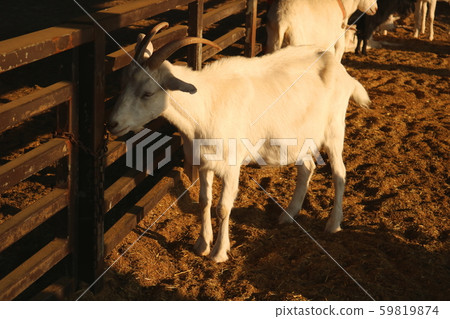 Goat 59819874